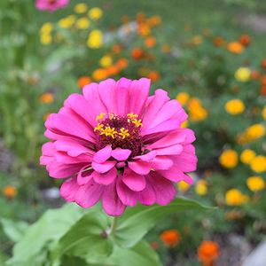 花種(zhǒng)百日草