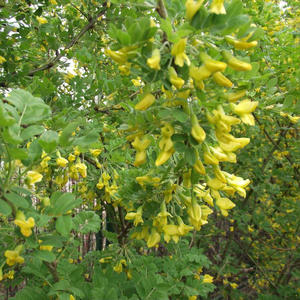 黃花決明