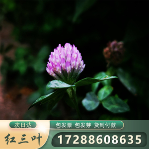 草種(zhǒng)-紅三葉