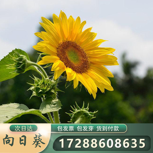 花種(zhǒng)-向(xiàng)日葵