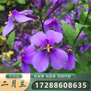 花種(zhǒng)-二月蘭